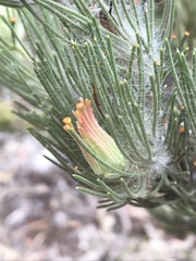 Adenanthos