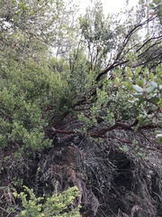 Arctostaphylos sensitiva