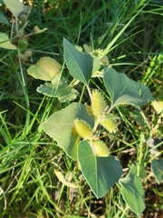 Xanthium strumarium