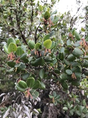 Arctostaphylos sensitiva