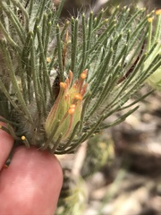 Adenanthos