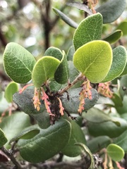 Arctostaphylos sensitiva