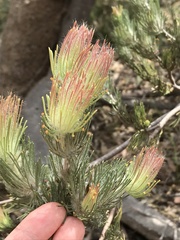 Adenanthos