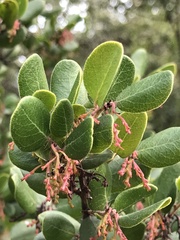 Arctostaphylos sensitiva