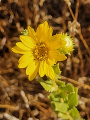 Grindelia camporum