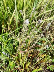 Myosotis discolor