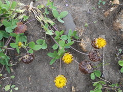 Trifolium badium