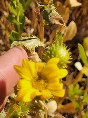 Grindelia camporum