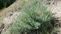 Artemisia longifolia