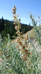 Artemisia longifolia