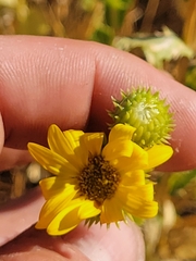Grindelia camporum