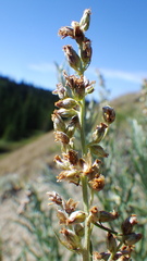 Artemisia longifolia