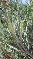 Artemisia longifolia
