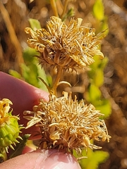 Grindelia camporum