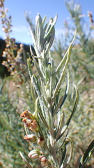 Artemisia longifolia