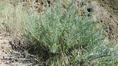 Artemisia longifolia