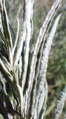 Artemisia longifolia
