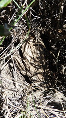 Artemisia longifolia