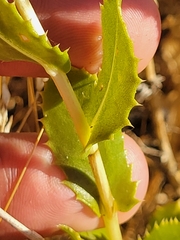 Grindelia camporum