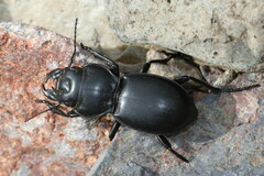 Pasimachus californicus