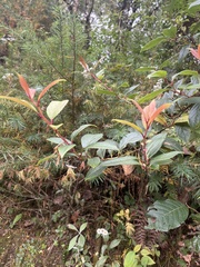 Gaultheria fragrantissima