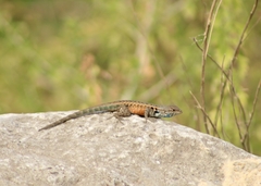 Sceloporus parvus