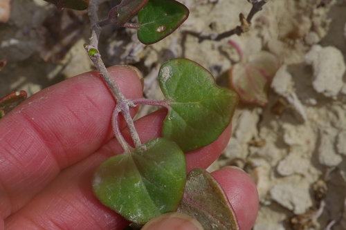 Image of Acleisanthes obtusa by (c) Michelle W. （鍾偉瑋）, some rights reserved (CC BY)