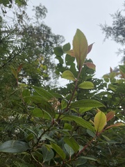 Gaultheria fragrantissima