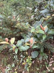 Gaultheria fragrantissima