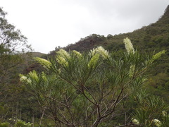 Grevillea macmillanii