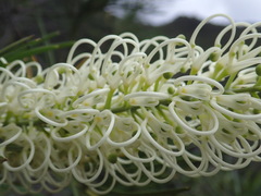 Grevillea macmillanii