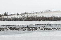 Branta canadensis