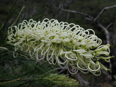 Grevillea macmillanii