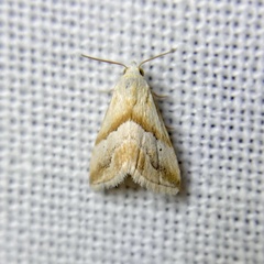 Eublemma roseana