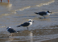 Laridae