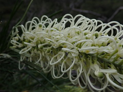 Grevillea macmillanii