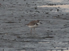 Charadrius leschenaultii