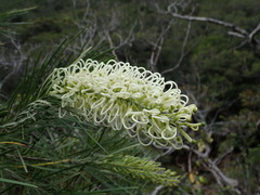 Grevillea macmillanii
