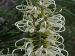 Grevillea macmillanii