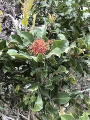 Banksia ilicifolia