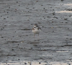 Charadrius leschenaultii