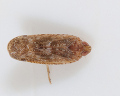 Catonia