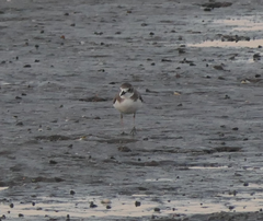 Charadrius leschenaultii