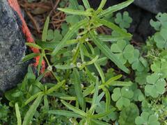 Alternanthera sessilis