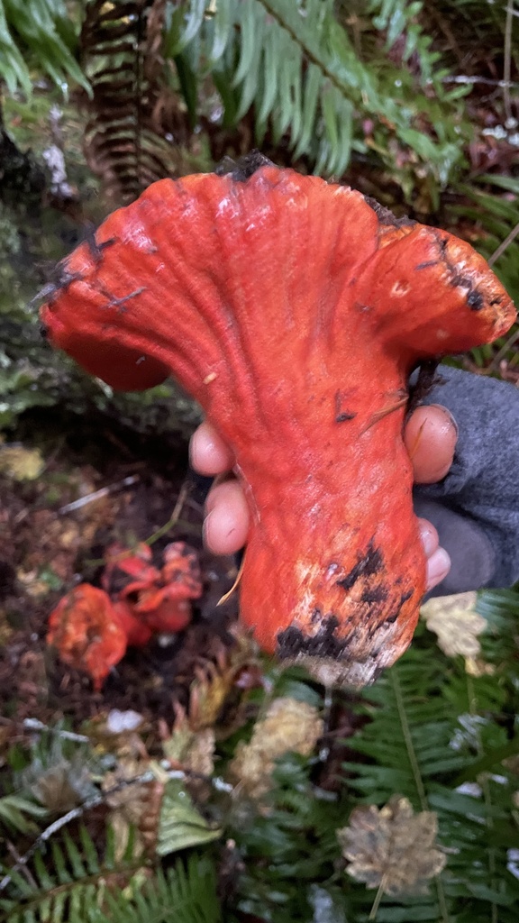 lobster mushroom in November 2022 by Hilary Rose Dawson · iNaturalist