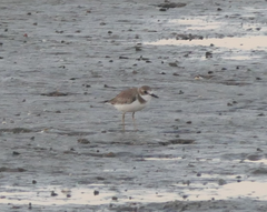 Charadrius leschenaultii