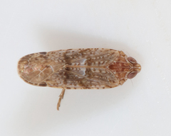 Catonia