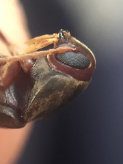 Ctenoplectron