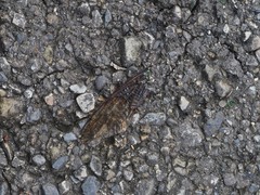 Cryptotympana holsti