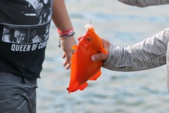 Hypsypops rubicundus